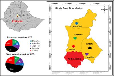 Epidemiology of Bovine Tuberculosis and Its Zoonotic Implication in Addis Ababa Milkshed, Central Ethiopia